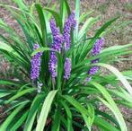 Planten : Liriope muscari 'Big Blue", Ophalen
