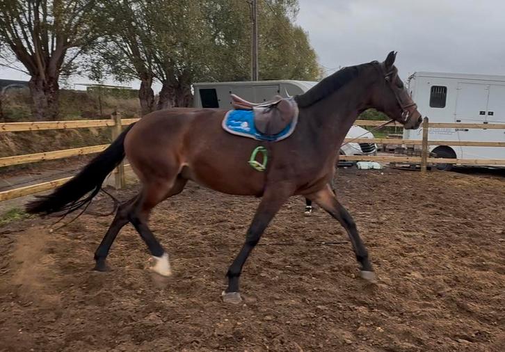 3jarige springmerrie moederlijn van CARTHAGO, Dieren en Toebehoren, Paarden, Merrie, Zadelmak, 165 tot 170 cm, 3 tot 6 jaar, Springpaard