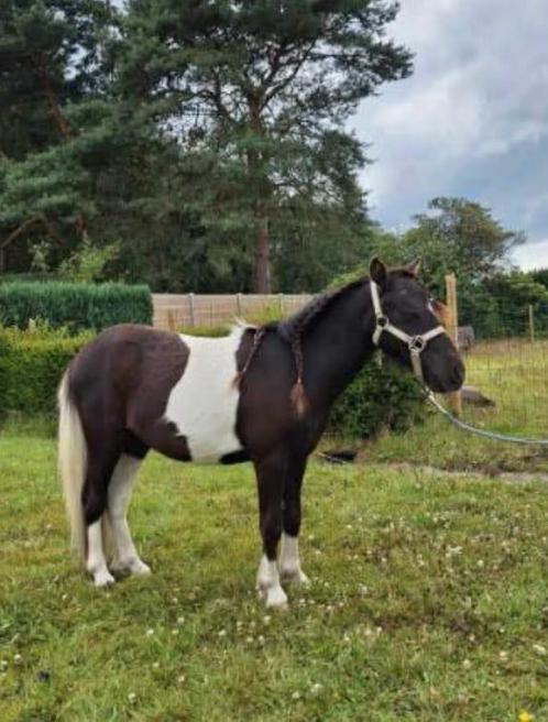 Lief paartje, Dieren en Toebehoren, Paarden, Hengst, Onbeleerd