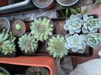 Sempervivum, Ophalen