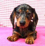 Superleuke Teckel pups!, Dieren en Toebehoren, Honden | Teckels en Dashonden, 15 weken tot 1 jaar, CDV (hondenziekte), Dwerg, Meerdere