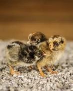 GEZOCHT Orpington Kuikens, Dieren en Toebehoren, Pluimvee, Vrouwelijk, Kip