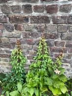 vaste planten, Tuin en Terras, Planten | Tuinplanten, Ophalen