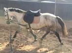 Coachingspony, weidemaatje, projectje ️, Dieren en Toebehoren, Ruin, D pony (1.37m tot 1.48m), Gechipt, 3 tot 6 jaar