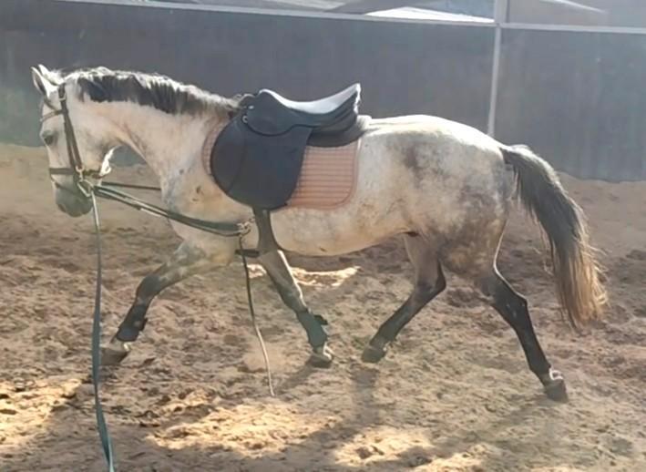Coachingspony, weidemaatje, projectje ️, Dieren en Toebehoren, Pony's, Ruin, D pony (1.37m tot 1.48m), 3 tot 6 jaar, Met stamboom