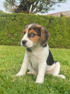 Kruising tussen baegel. En jack Russel, Dieren en Toebehoren, België, CDV (hondenziekte), 8 tot 15 weken, Meerdere