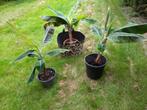 bananeplant musa cavendisch, Huis en Inrichting, Kamerplanten, Ophalen of Verzenden