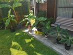 bananen bomen, Tuin en Terras, Bloeit niet, Overige soorten, Minder dan 100 cm, Ophalen