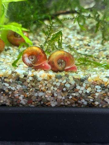 Posthoornslak - Planorbarius corneus beschikbaar voor biedingen