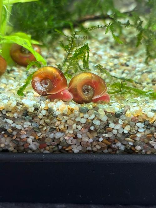 Posthoornslak - Planorbarius corneus, Dieren en Toebehoren, Vissen | Aquariumvissen, Zoetwatervis, Slak of Weekdier