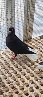 Syrische duiven, Meerdere dieren, Overige soorten