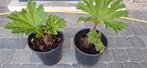 Gunnera tinctoria, mammoetblad of reuzenrabarber, Tuin en Terras, Planten | Tuinplanten, Ophalen