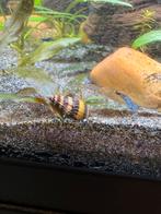 Helena slak(ken), Dieren en Toebehoren, Slak of Weekdier, Zoetwatervis