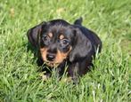 Teckel pups Black & tan korthaar, Dieren en Toebehoren, België, CDV (hondenziekte), 8 tot 15 weken, Korthaar