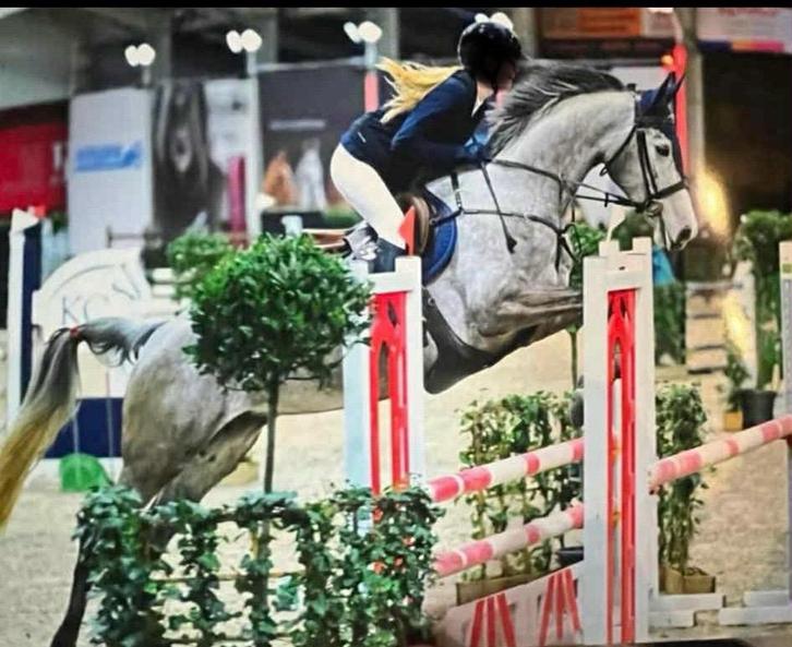 special 7 jarige merrie, Dieren en Toebehoren, Paarden, Merrie, L, 165 tot 170 cm, 7 tot 10 jaar, Springpaard, Met stamboom, Gechipt