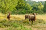 Castlemilk Moorit schapen, Schaap