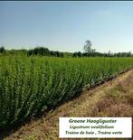 TROÈNE DE HAIE VERT, dont la Taille 80/100 cms : 1,5o€/pc, Jardin & Terrasse, Enlèvement, Troène, Haie, 100 à 250 cm