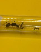 Camponotus Cruentatus koningin met 1-5 werksters, Dieren en Toebehoren, Insecten en Spinnen, Mieren