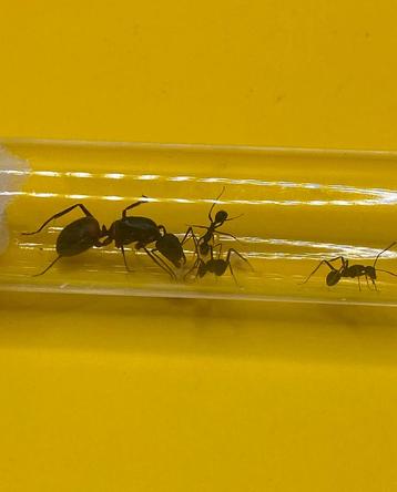 Camponotus Cruentatus koningin met 1-5 werksters beschikbaar voor biedingen