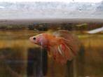Betta Mannen, Dieren en Toebehoren, Vissen | Aquariumvissen