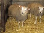 schapen, Dieren en Toebehoren, Mannelijk, Schaap, 0 tot 2 jaar