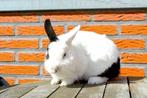 Gecastreerde rammelaar klein konijn, Dieren en Toebehoren, Klein