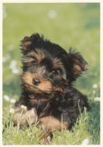 YORKSHIRE  TERRIER  PUPPY, Collections, Cartes postales | Animaux, Envoi, Non affranchie, Chien ou Chat
