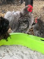 cochin krieltjes, Dieren en Toebehoren, Pluimvee, Meerdere dieren, Kip