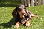 Prachtige kortharige dwerg teckel pup (dwergteckel), Dieren en Toebehoren, Honden | Teckels en Dashonden, België, CDV (hondenziekte)