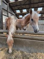 Haflinger Merrie Veulen, Dieren en Toebehoren, Paarden, Merrie, Minder dan 160 cm, Niet van toepassing, 0 tot 2 jaar