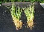 Waterplanten ,Blonde calmus scheuten en grotere stukken, Tuin en Terras, Vijver-toebehoren, Ophalen, Zo goed als nieuw, Vijverrand