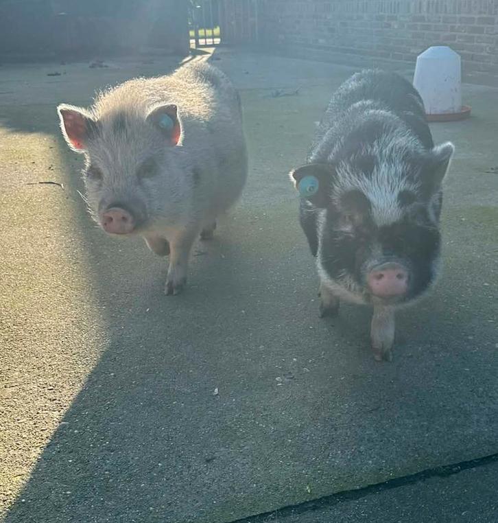 2 gottinger varkentjes, Dieren en Toebehoren, Schapen, Geiten en Varkens, Varken, Vrouwelijk, 0 tot 2 jaar