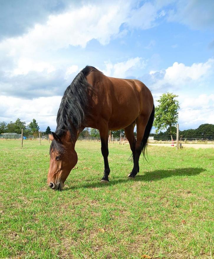 Verzorgpaard aangeboden, Dieren en Toebehoren, Paarden