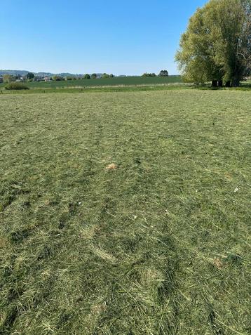 Kleine balen hooi beschikbaar voor biedingen