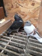 Koppel late jongen voor de zware fond, Dieren en Toebehoren