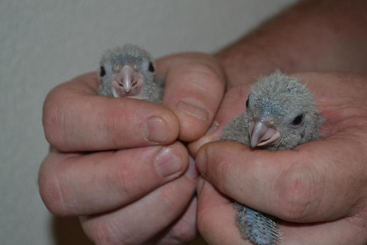 Voor vogels-parkieten-papegaaien., Animaux & Accessoires, Oiseaux | Perruches & Perroquets