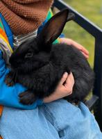 Vlaamse reuzen (voedsters), Dieren en Toebehoren, Konijnen, Vrouwelijk, Groot, 0 tot 2 jaar