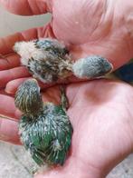Dwergpapegaai baby's zitten nog in de nest ideaal om tam te, Domestique, Perroquet nain ou Inséparable, Sexe inconnu