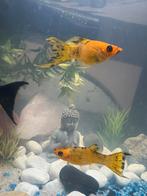 2 molly’s Te koop weg wegens teveel, Dieren en Toebehoren, Zoetwatervis