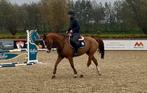 12 jarige ruin, Dieren en Toebehoren, Paarden, Springpaard, Minder dan 160 cm, Gechipt, Ruin