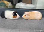 Jonge cavia’s, Dieren en Toebehoren, Knaagdieren, Cavia, Mannelijk, Juli, Tam