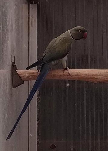 DF violet cobalt pastel/ opaline wkws 2022 beschikbaar voor biedingen