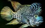 Hatiensis cichliden, Dieren en Toebehoren, Vissen | Aquariumvissen, Vis, Zoetwatervis