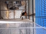 Jonge edelpapegaai, Dieren en Toebehoren, Vogels | Parkieten en Papegaaien, Vrouwelijk, Papegaai, Geringd