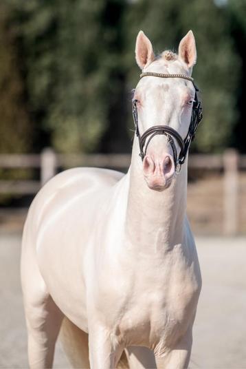 NIEUWE Pony dekhengsten bij Stal 't Oud Molenhuis! beschikbaar voor biedingen