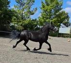 Onwijs lieve knappe friese merrie!!, Dieren en Toebehoren, Paarden, Minder dan 160 cm, 3 tot 6 jaar, Onbeleerd, Merrie