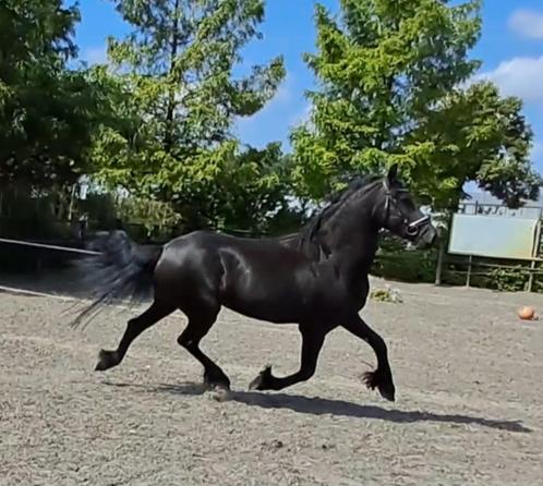 Onwijs lieve knappe friese merrie!!, Dieren en Toebehoren, Paarden, Merrie, Onbeleerd, Minder dan 160 cm, 3 tot 6 jaar, Gechipt