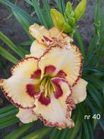 Hemerocallis nr 40, Ophalen of Verzenden