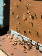 Carnica honingbijen simplex, Dieren en Toebehoren