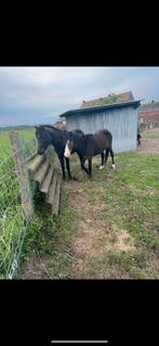 2 jonge hengstjes D pony, Animaux & Accessoires, Chevaux